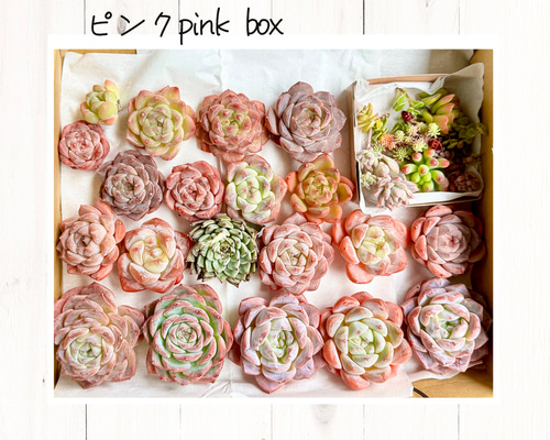 ピンク pink box＊ おまけ付き エケベリアmix 20個 多肉植物 annemoca