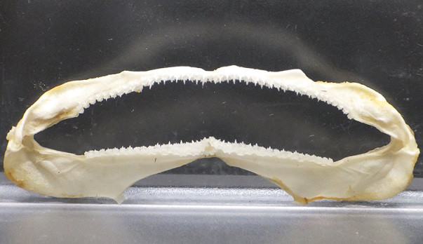 イズハナトラザメ Scyliorhinus tokubee　骨格標本