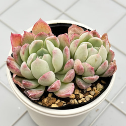 夕波 ミックスベリア おらいさん苗 多肉植物 多肉植物 kanomarihome