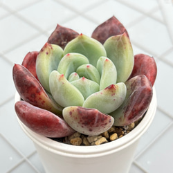 プルビナータ フロスティ 綴化 多肉植物 多肉植物 kanomarihome 通販