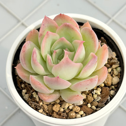 サンドロップ センペルビウム 多肉植物 多肉植物 kanomarihome 通販
