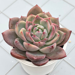 おまとめ中！多肉植物^o^  プルビナータ フロスティ おまとめ中！多肉植物^o^ プルビナータ フロスティ