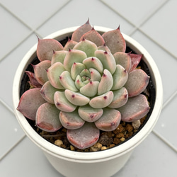 鳳凰錦 アエオニウム 多肉植物 多肉植物 kanomarihome 通販 18686370