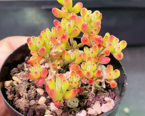 新入荷 多肉植物 ドロサンテマム キラキラ ルビー 抜き苗 5cm鉢 1株