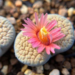 速達便で発送❣️新入荷 超レア 多肉植物 ドロサンテマ 超キラキラ