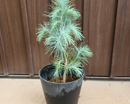 マルチネス ピニョン松 ピニョンマツ 鉢植え 苗 盆栽 fleurir