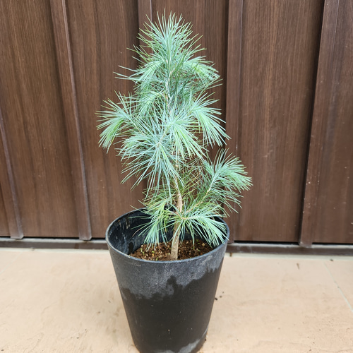 マルチネス ピニョン松 ピニョンマツ 鉢植え 苗 盆栽 fleurir