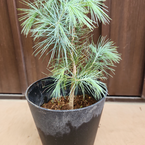 マルチネス ピニョン松 ピニョンマツ 鉢植え 苗 盆栽 fleurir