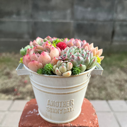 ❤️専用❤️多肉植物❤️そのまま飾れる寄せ植え❤️トナカイさん&シロクマさん❤️ ❤️専用❤️多肉植物❤️そのまま飾れる寄せ植え❤️トナカイさん