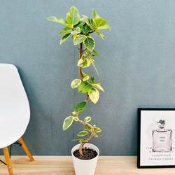 現品］【希少】ユッカ ロストラータ 実生 短葉 幹立 10号 観葉植物