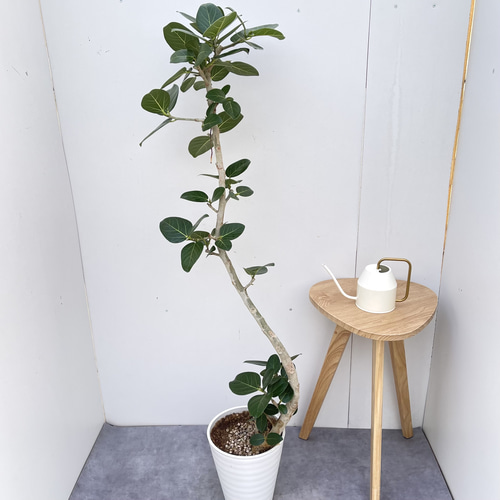 ［現品］A3 フィカス　ベンガレンシス　曲がり　8号　観葉植物　室内　大型 現品］4番 フィカス ベンガレンシス 曲がり 8号 観葉植物 室内 大型