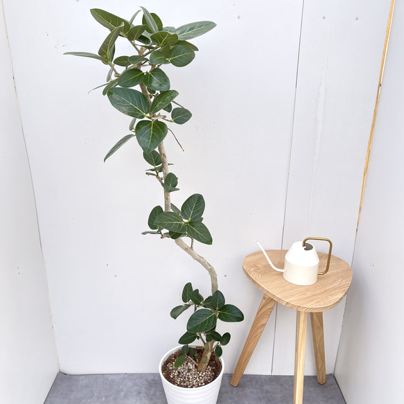 フィカス ベンガレンシス 曲がり 37【現品】観葉植物 大型 室内 その他