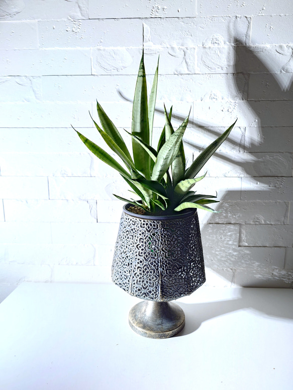 ○空気浄化植物○ 希少 ”サンスベリア・シルバープリンセス 透かし加工