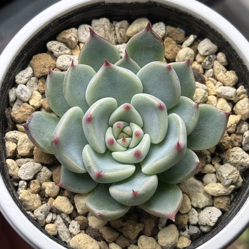 5点 まとめ出品　多肉植物 レア品種！【現品】 ☆そわそわ 多肉植物 自家繁殖 国産 多肉植物 美