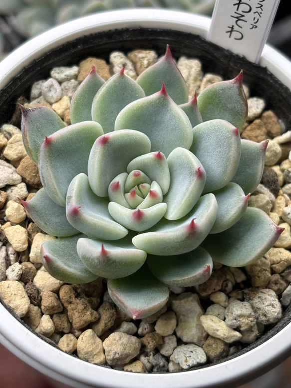 レア品種！【現品】 ☆そわそわ 多肉植物 自家繁殖 国産 多肉植物 美