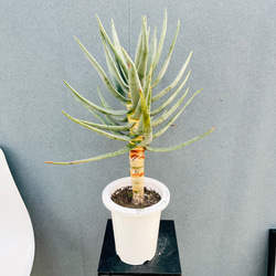 現品］4番 カシワバゴムノキ フィカス リラータ ストレート 8号 観葉