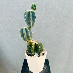 現品］【希少】ユッカ ロストラータ 実生 短葉 幹立 10号 観葉植物