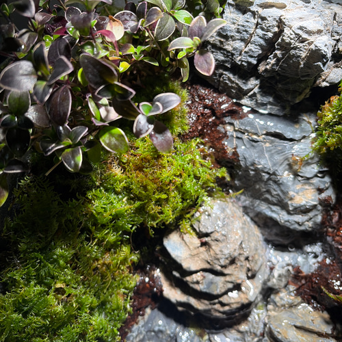 えみゆき】大きな滝のあるアクアテラリウム mqdefault.jpg