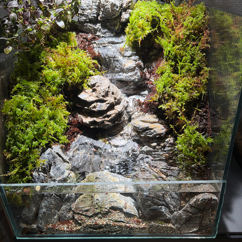 大きな滝のアクアテラリウム テラリウム frogAndPaludarium 通販