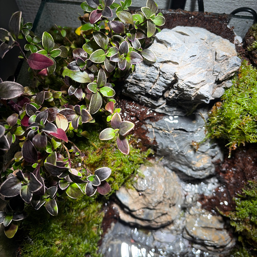 大きな滝のアクアテラリウム テラリウム frogAndPaludarium 通販