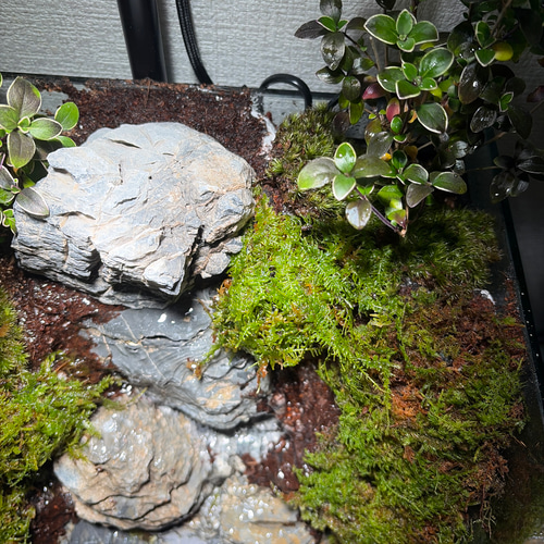 大きな滝のアクアテラリウム テラリウム frogAndPaludarium 通販