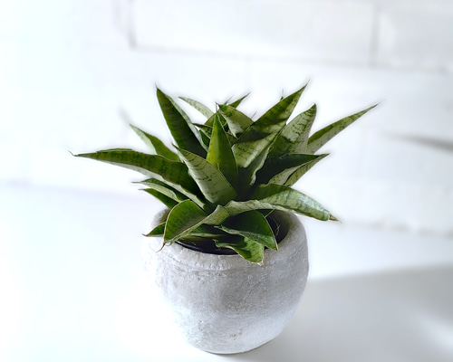 希少！植木鉢 ○空気浄化植物○希少 ”サンスベリア ハイブリッド ホワイトグレー丸鉢