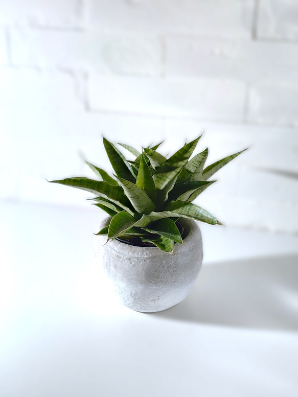 ○空気浄化植物○希少 ”サンスベリア ハイブリッド ホワイトグレー丸鉢