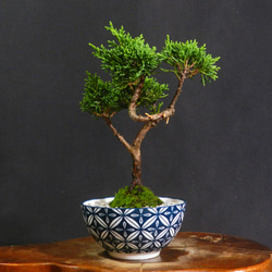 ☆ENGEI ichioki☆岩檜葉・イワヒバ「雲井鶴」小品盆栽☆丈夫な盆栽