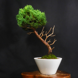 【イワヒバ✨❗️】中型コケと常緑樹の盆栽 イワヒバ✨❗️】中型コケと常緑樹の盆栽