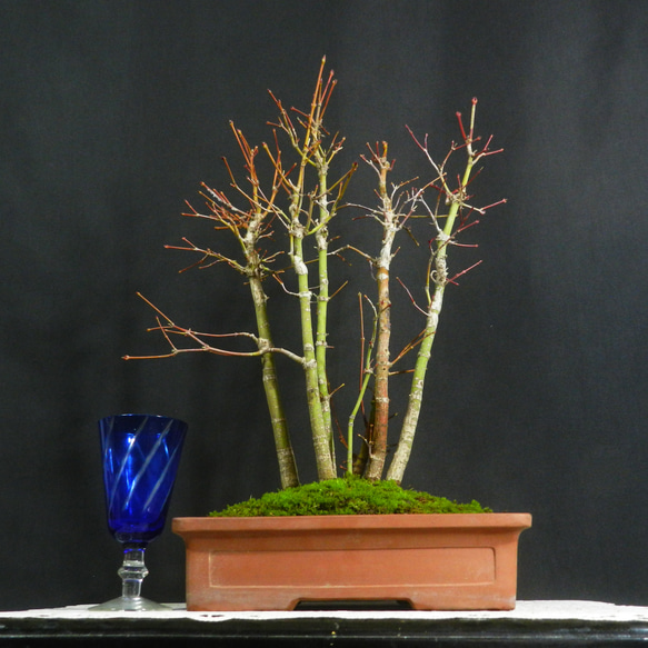 【一起園芸】紅葉・もみじ・寄せ樹盆栽◆葉は落票しています・形良好な一品です◆ ☆ENGEI ichioki☆紅葉・もみじ・寄せ樹盆栽◇葉は落票しています・形