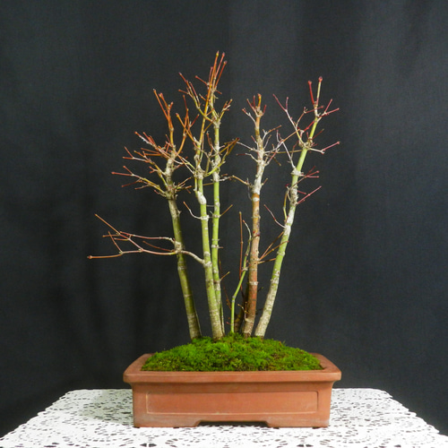 【一起園芸】紅葉・もみじ・寄せ樹盆栽◆葉は落票しています・形良好な一品です◆ ☆ENGEI ichioki☆紅葉・もみじ・寄せ樹盆栽◇葉は落票しています・形