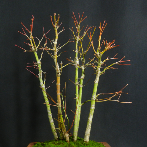 ☆ENGEI ichioki☆紅葉・もみじ・寄せ樹盆栽◇葉は落票しています・形