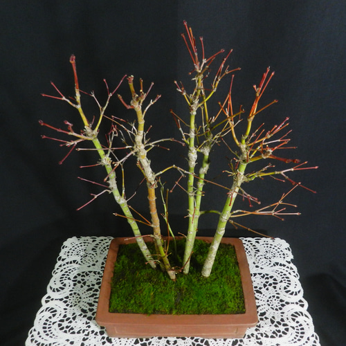 ☆ENGEI ichioki☆紅葉・もみじ・寄せ樹盆栽◇葉は落票しています・形