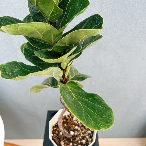 現品］1番 フィカス リラータ バンビーノ 曲がり 5号 観葉植物 室内