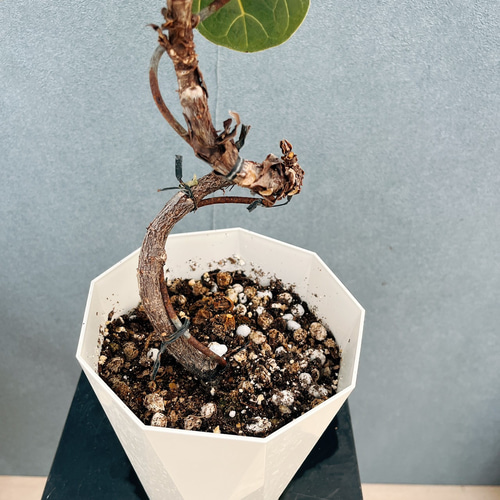 現品］1番 フィカス リラータ バンビーノ 曲がり 5号 観葉植物 室内