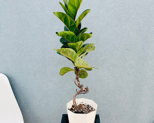 現品］1番 フィカス リラータ バンビーノ 曲がり 5号 観葉植物 室内