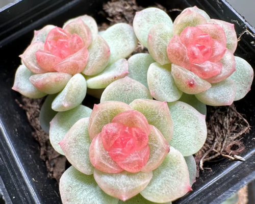 アーオーァライ　多肉植物　エケベリア　抜き苗　二頭1苗 ちょこん 抜き苗 ミックスベリア 2頭 おらいさん苗 - メルカリ