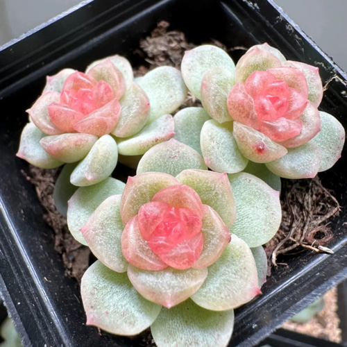 高級苗 日本初登場 多肉植物 エケベリア 無尽灯むじん‐とう 3cm 抜き苗