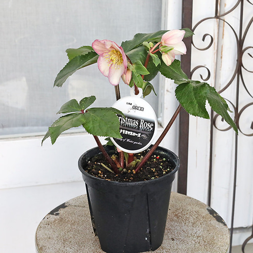 鉢花 開花株 クリスマスローズ 雪の妖精 5号 多年草 メリクロン 一重