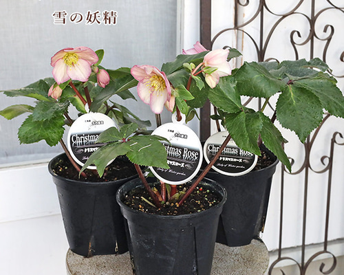 60d47a79aedca02168db7f3b008554