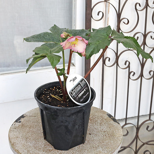 鉢花 開花株 クリスマスローズ 雪の妖精 5号 多年草 メリクロン 一重