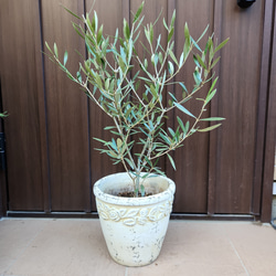 オリーブの木 ネバディロブランコ テラコッタ鉢植え 苗 シンボルツリー