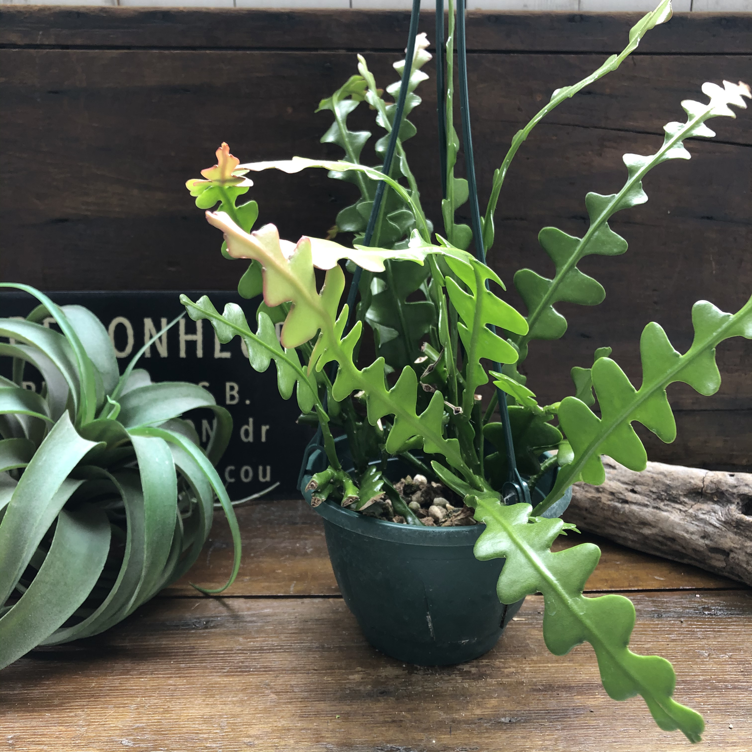 ジグザグサボテン♡吊り下げ希少♡エビフィラム♡アングリガー♡フィッシュボーン♡