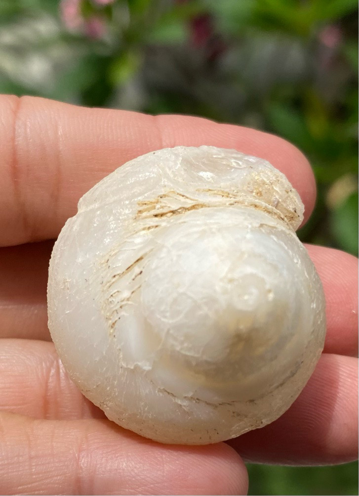 【入魂儀式済・無研磨ケオン】観賞用（２５ーK）