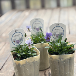 百笑(momoemi)ビオラ・パンジー ミックス4苗セット 色はおまかせ