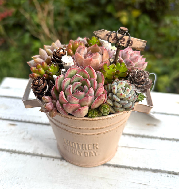 可愛い寄せ植え 多肉植物寄せ植え 取っ手付き バケツ型 ピンク系 多肉