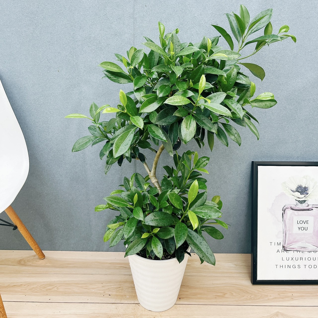 【現品】ファグラエア・ベルテロアナ　曲がり　7号　茶鉢　（2） 楽天市場】【マラソンクーポン有！】ファグラエア・ベルテロアナ