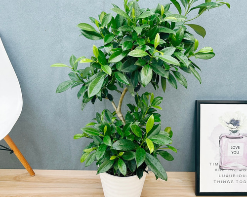 現品］【珍しい】1番 ファグラエア ベルテロアナ 8号 曲がり 観葉植物