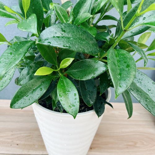 現品　ファグラエア　ベルテロアナ　曲がり　観葉植物　室内　インテリアグリーン 現品］【珍しい】1番 ファグラエア ベルテロアナ 8号 曲がり 観葉植物