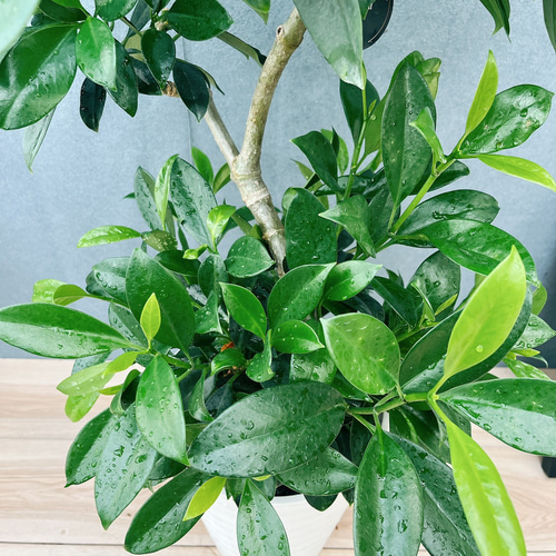 現品］【珍しい】1番 ファグラエア ベルテロアナ 8号 曲がり 観葉植物